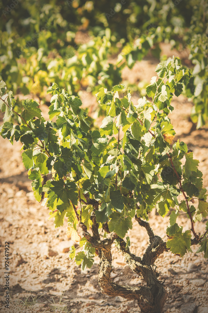 Ripe vineyard