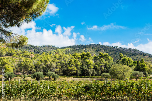 Ripe vineyard photo