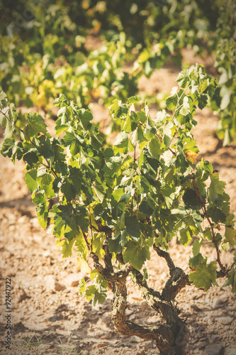 Obraz na płótnie Ripe vineyard w salonie