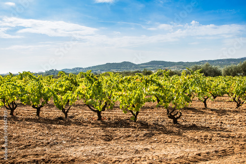 Ripe vineyard