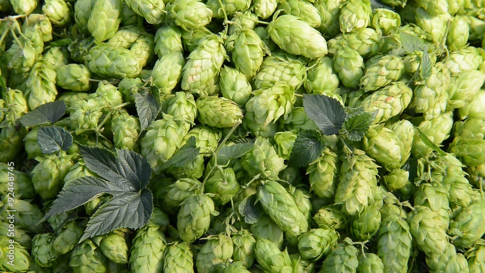 Detail of hop cones,zoom out Detail of hop cones,zoom out