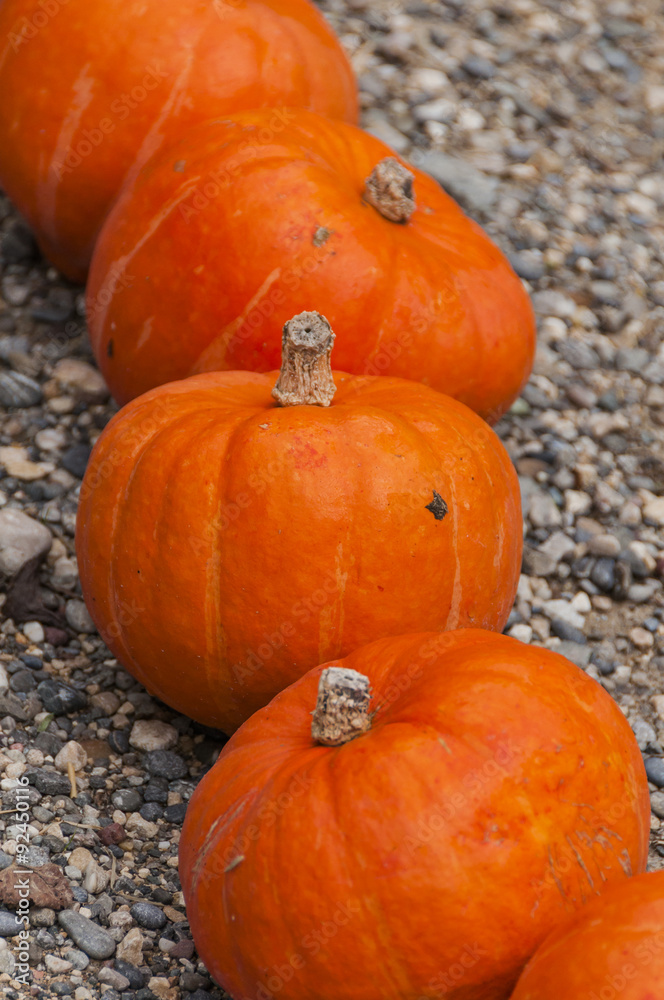 Obraz premium Kürbis, Herbstfest, Herbstgemüse, Herbstfest, Herbstdekoration, dekorativ, Erntezeit, Herbst, Schweiz
