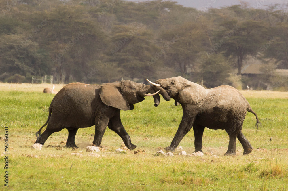 Elephants play in the Amboseli National Park