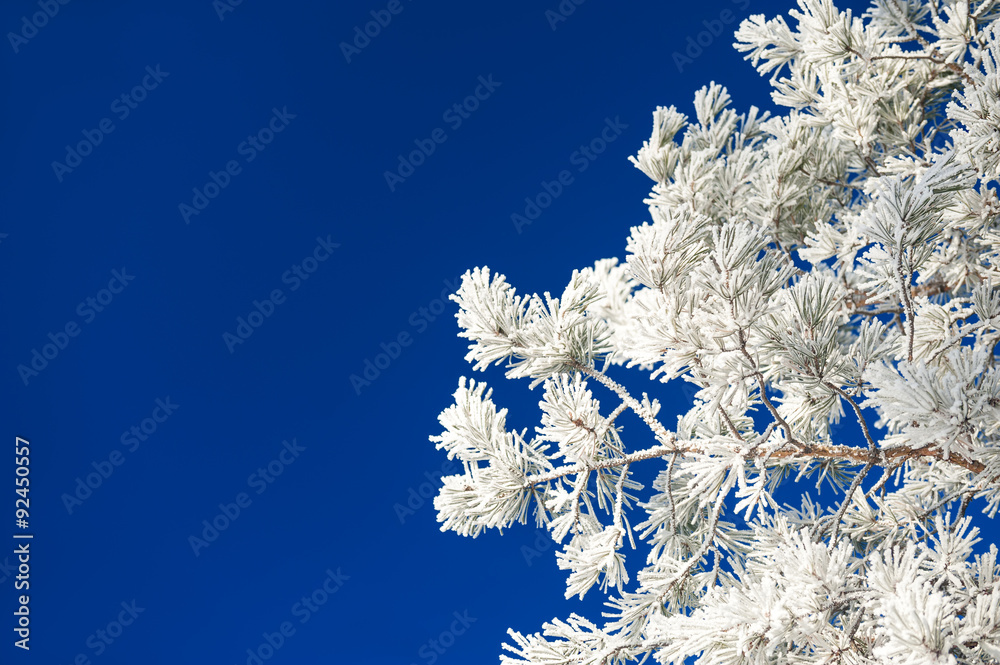 Pine tree with hoarfrost against the dark blue sky