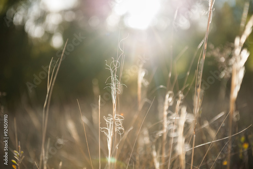 Forest meadow with wild grasses at sunset