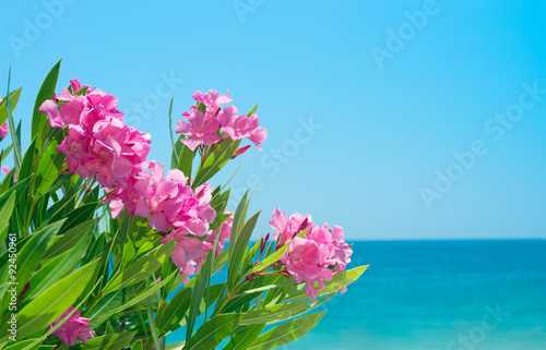 Oleander flowers and sea