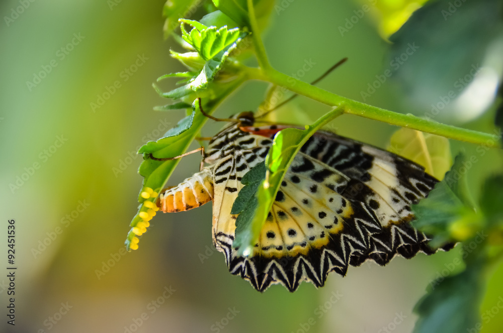 Fototapeta premium Butterfly laying eggs on green leaf