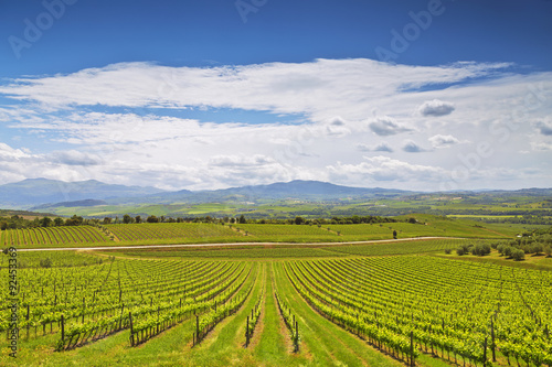 Vineyards in Tuscany. Italy © vesta48