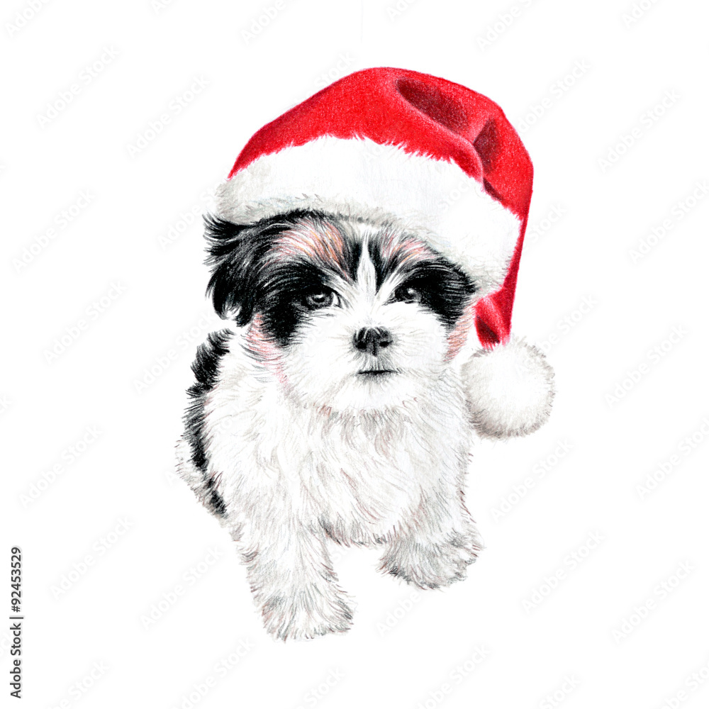 hand drawn puppy dog with santa claus hat, cute fun Christmas card clipart,  sketch of dog is colored pencil drawing, holiday clip art illustration  isolated on white background Stock Illustration | Adobe