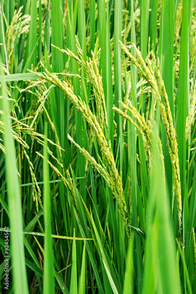 Obraz premium Paddy rice