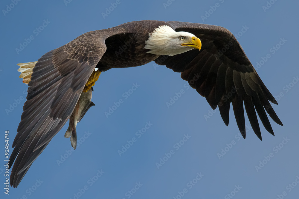 American Bald Eagle in Flight with Fish American Bald Eagle in Flight with Fish