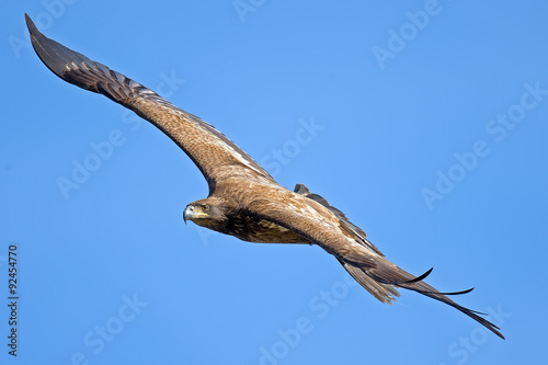 Juvenile American Bald Eagle in Flight