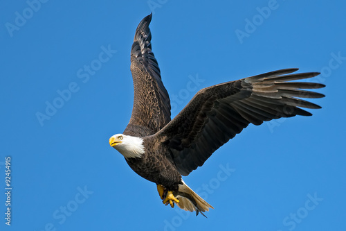 American Bald Eagle in Flight with Fish