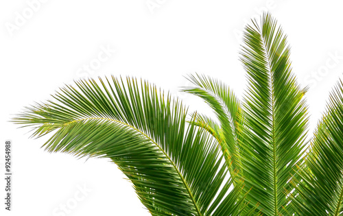 Feuilles de palmier photo
