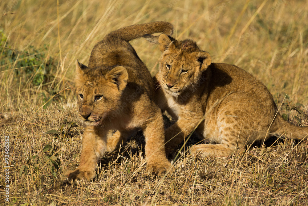 Obraz premium Lion cubs play in Masai Mara