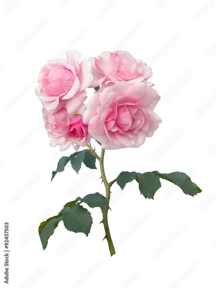 rosebudss with green leaves