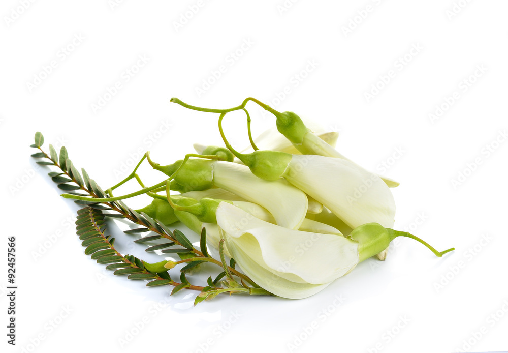 Fototapeta premium White Agasta ,Thai vegetable on white background