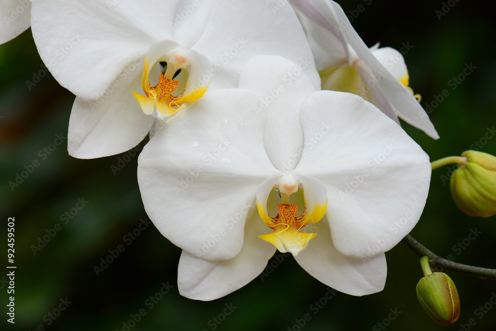 Beautiful white orchid flowers Beautiful white orchid flowers