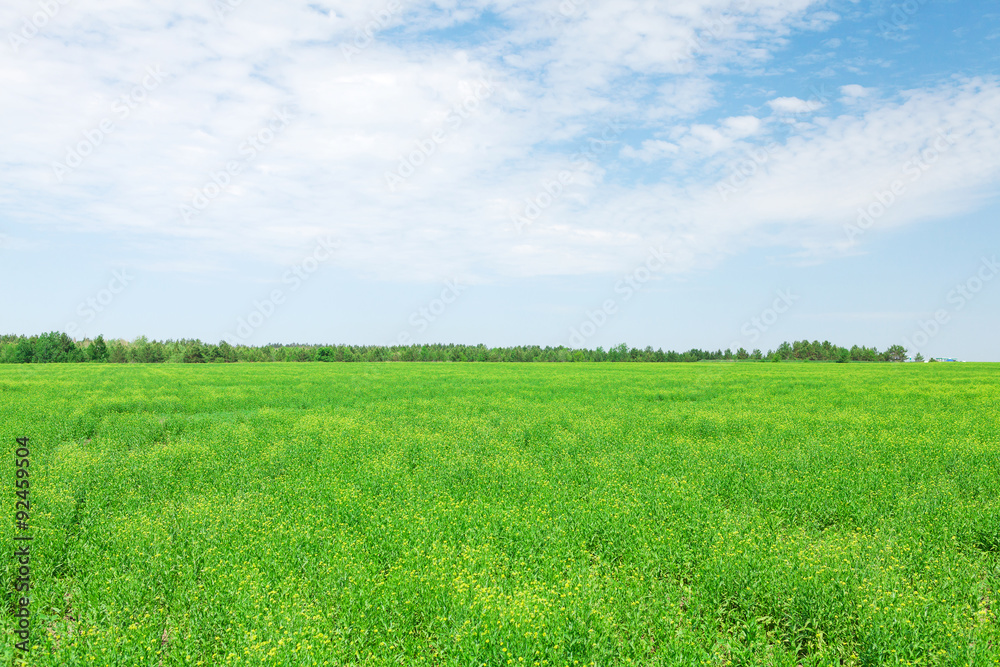 Summer landscape