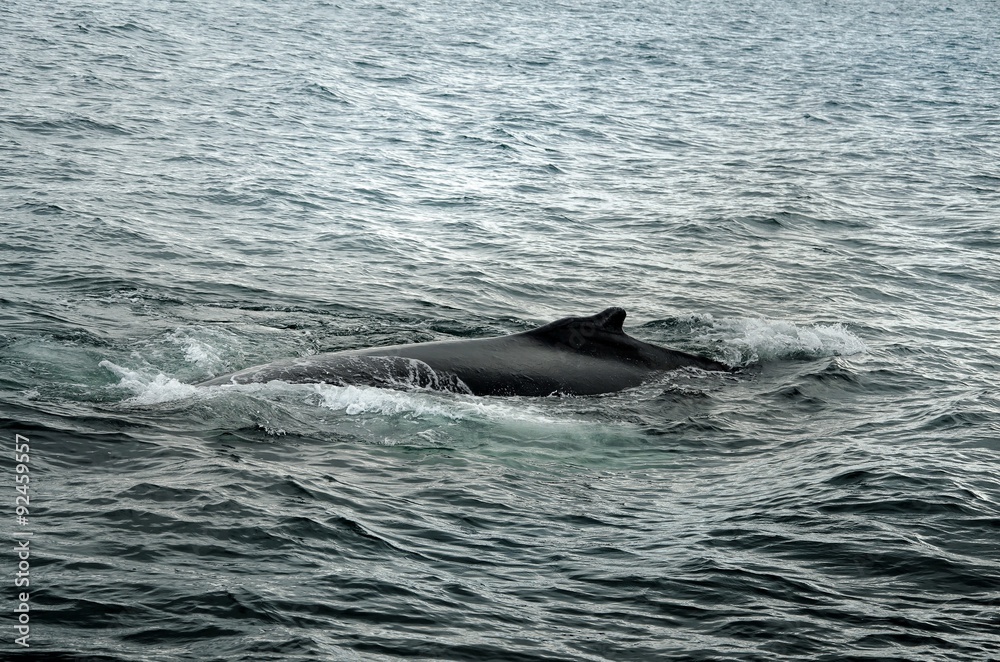 Fototapeta premium Buckelwal