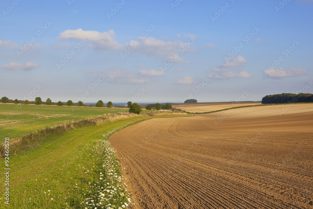 scenic harvest landscape