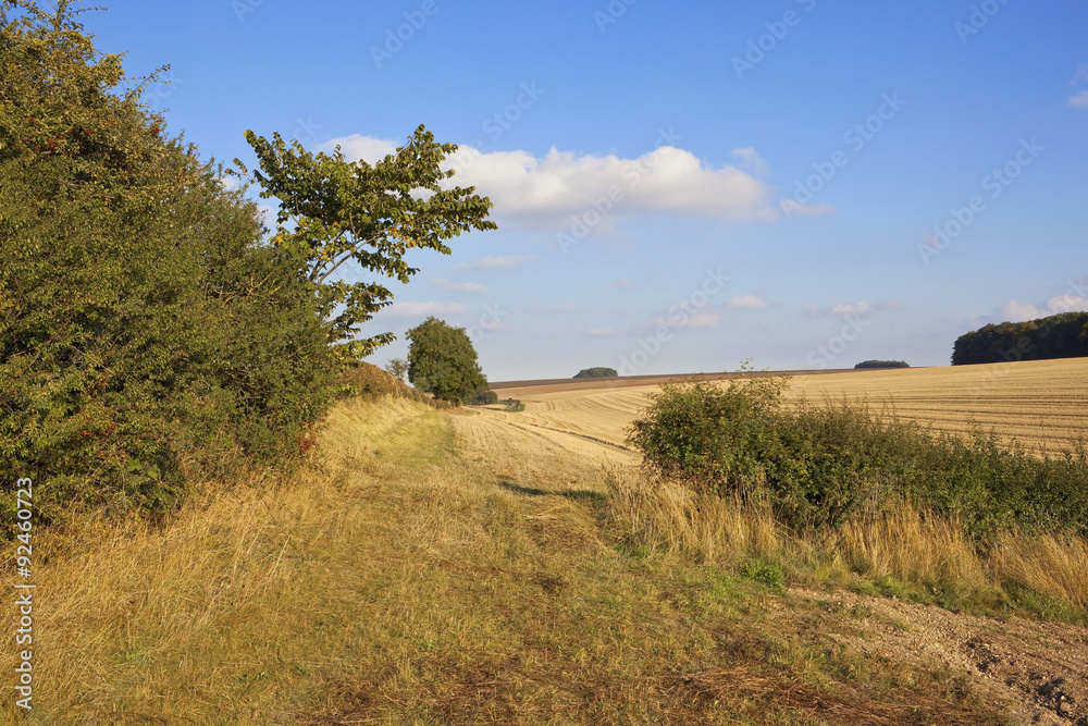 hawthorn hedgerow and rural bridleway