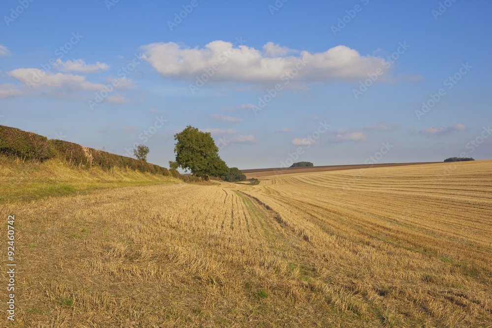 yorkshire wolds harvested wheat field