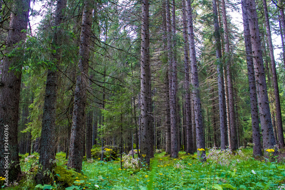 Fototapeta premium green coniferous forest in the mountain