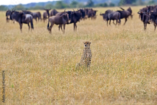 Fototapeta Naklejka Na Ścianę i Meble -  Masai Mara Cheetahs