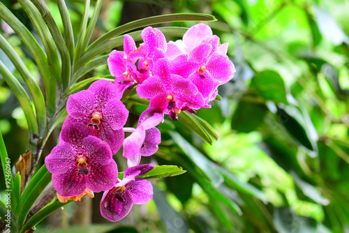 Fototapeta Naklejka Na Ścianę i Meble -  Beautiful pink orchid flowers