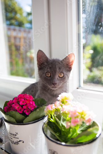 Russisch Blau Katze riecht die Blume