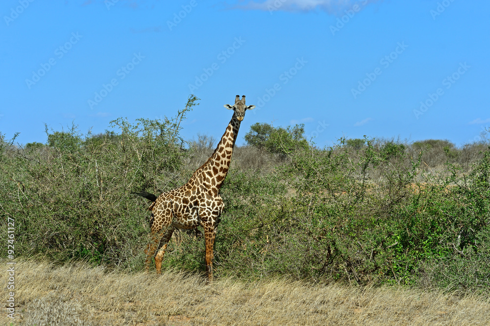 Fototapeta premium Giraffe