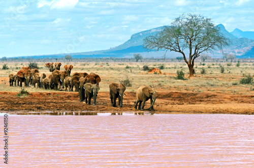 Elephants Tsavo East
