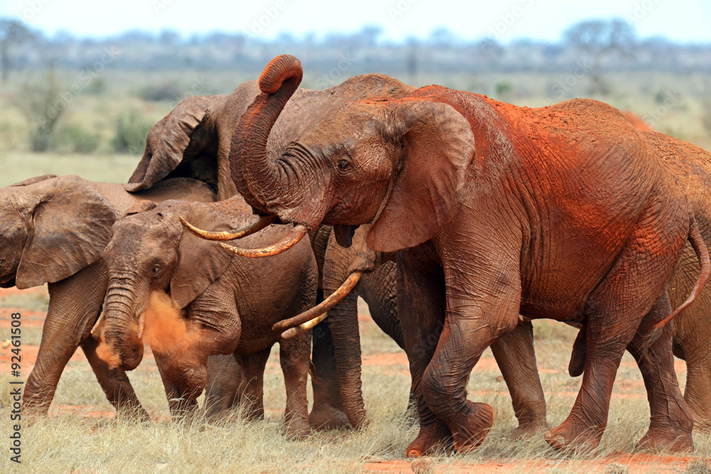 Elephants Tsavo East