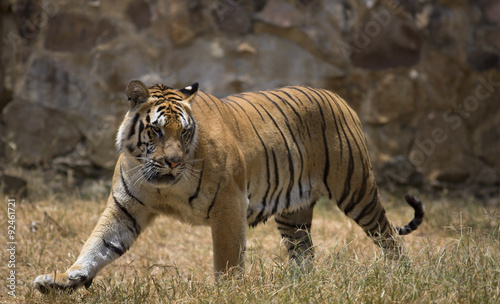Fototapeta Naklejka Na Ścianę i Meble -  Portrait of male tiger in different actiond