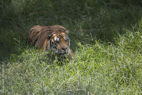 Fototapeta Naklejka Na Ścianę i Meble -  Portrait of male tiger in different actiond