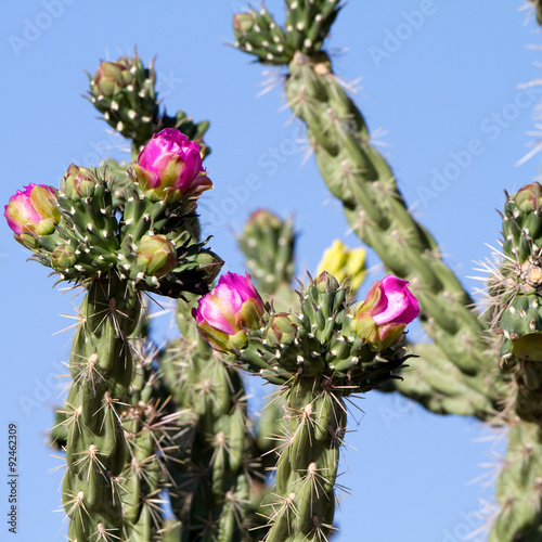 Cholla Cactus with pink or fuchsia flowers in Arizona's Sonoran Desert