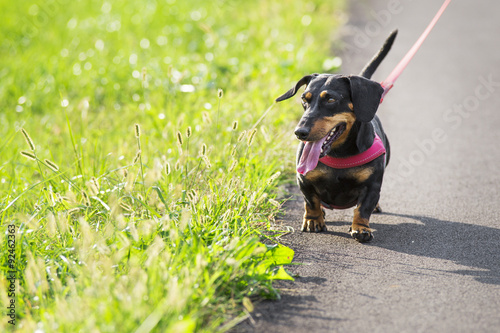  beautiful dog with leather leash