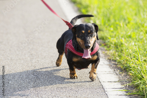  beautiful dog with leather leash