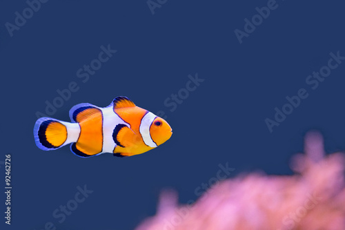 Clown fish swimming in blue water with pink anemone photo