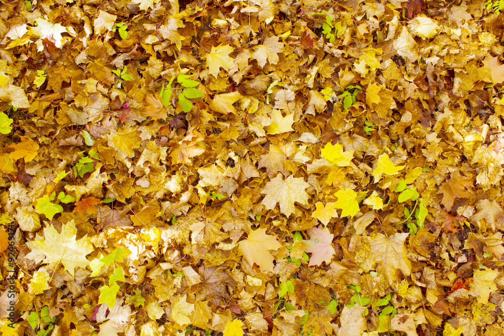 Background of beautiful autumn leaves Background of beautiful autumn leaves