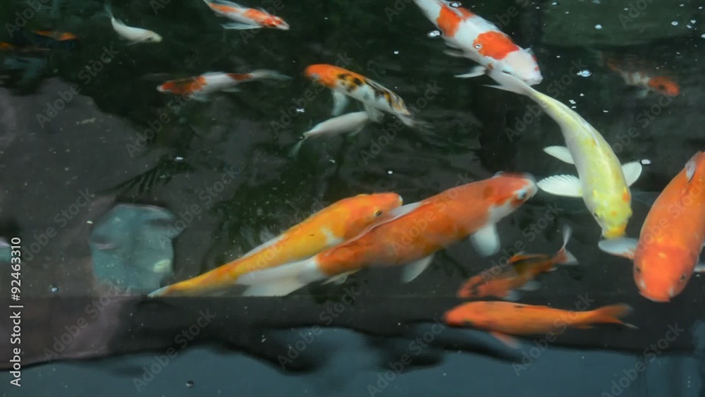 Colorful Japanese Carp fish pet is swimming in water pool in 1920x1080 HD quality Colorful Japanese Carp fish pet is swimming in water pool in 1920x1080 HD quality