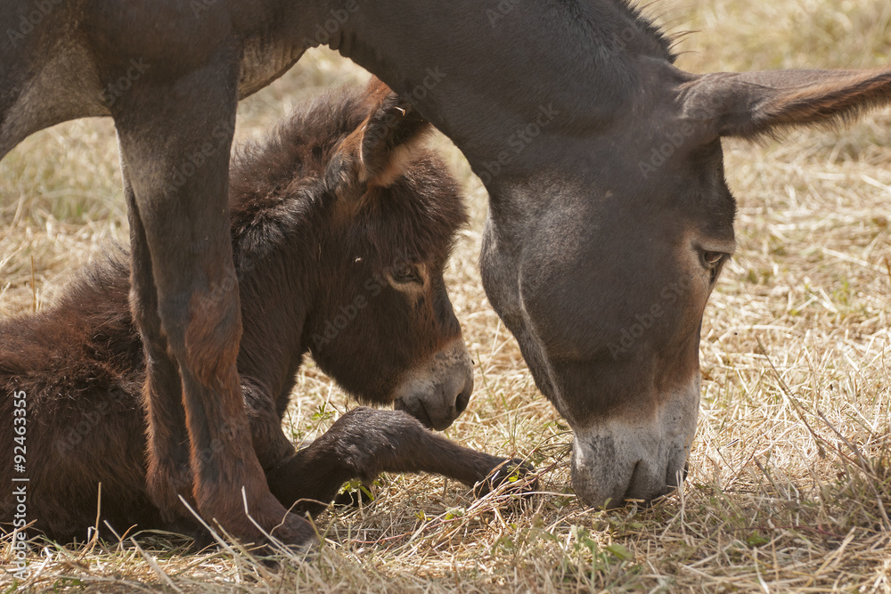 Fototapeta premium Donkey