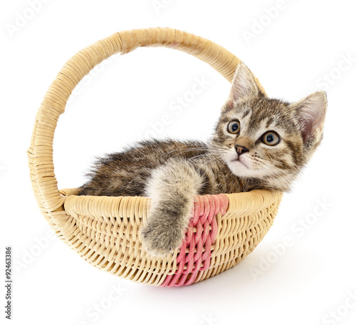 Isolated Kitten in Basket © Anatolii