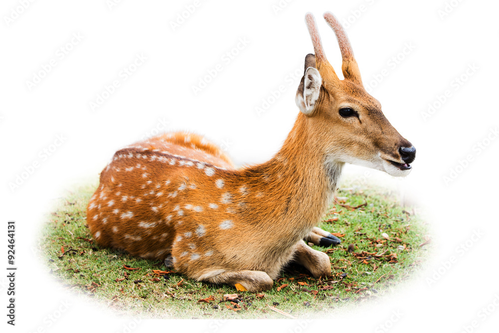 Deer isolated on white background. Deer isolated on white background.