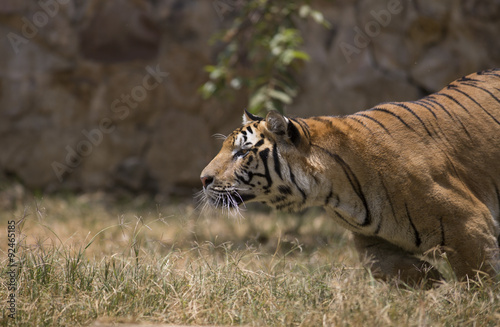Fototapeta Naklejka Na Ścianę i Meble -  Portrait of active tiger in different actiond