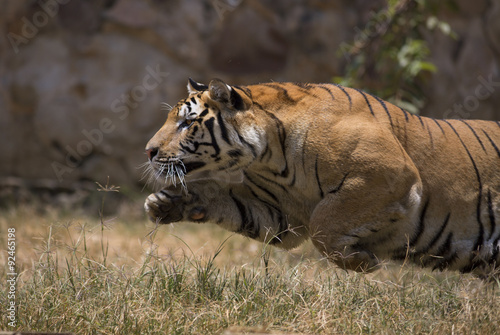 Fototapeta Naklejka Na Ścianę i Meble -  Portrait of active tiger in different actiond