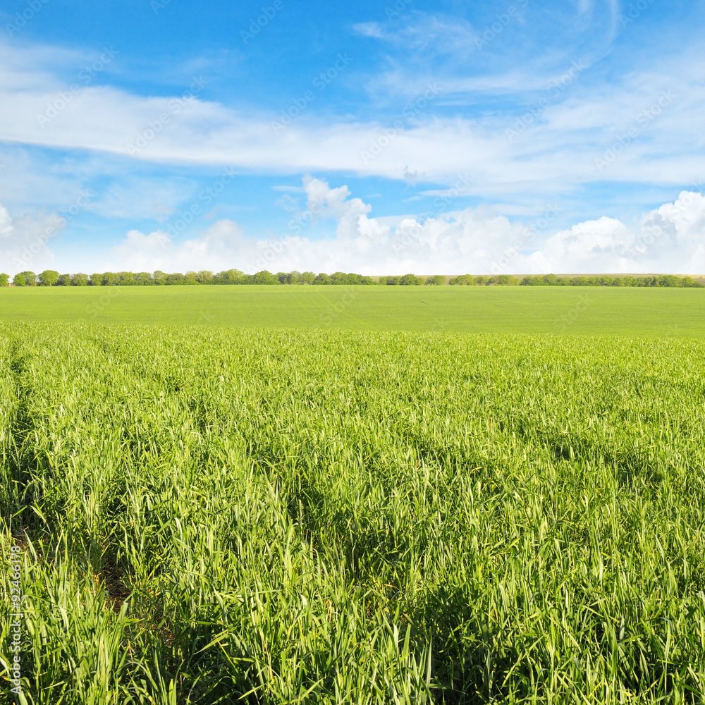 green field and blue sky with light clouds