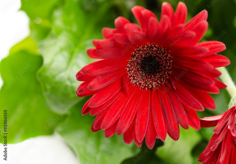 Obraz premium gerbera