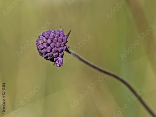 Gewöhnlicher Teufelsabbiss (Succisa pratensis), Blume des Jahres 2015
 photo